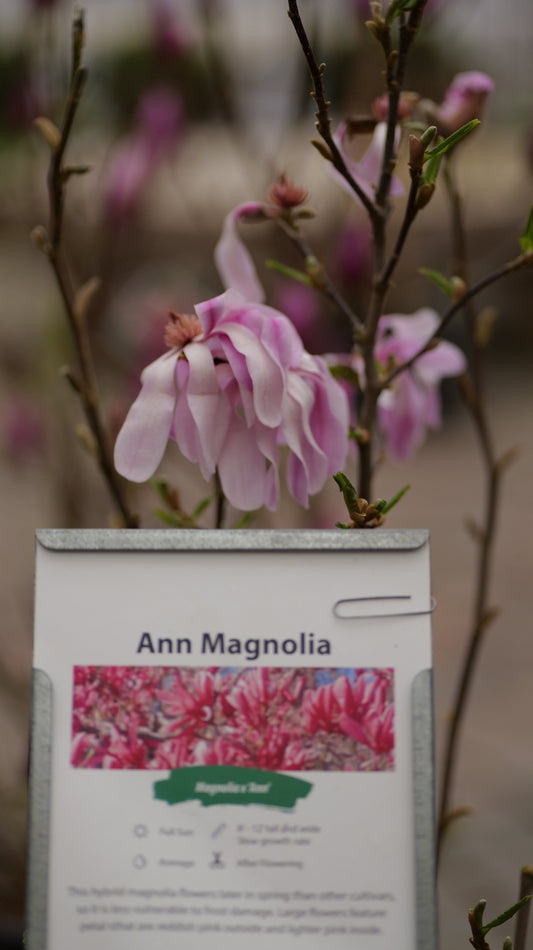 Magnolia | Ann Magnolia - 3 Gallon