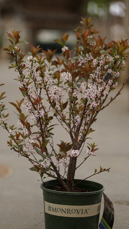 Prunus | Darkstar Purple Leaf Sandcherry - 2 Gallon