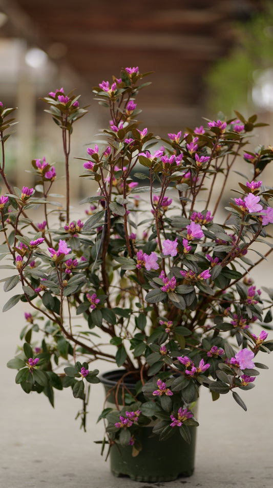 Rhododendron | P.J.M. Rhododendron - 2 Gallon