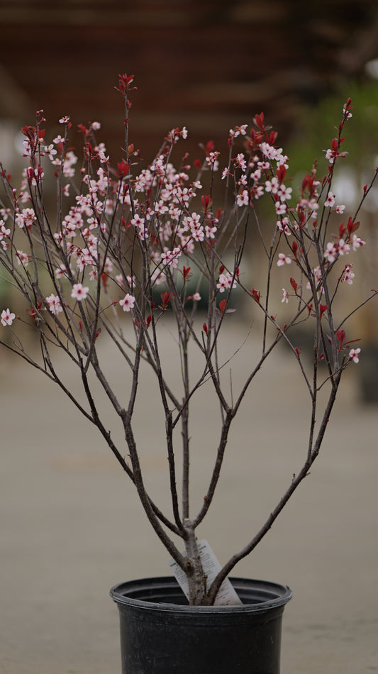 Prunus | Purple Leaf Sandcherry