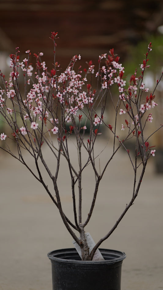 Prunus | Purple Leaf Sandcherry - 3 Gallon