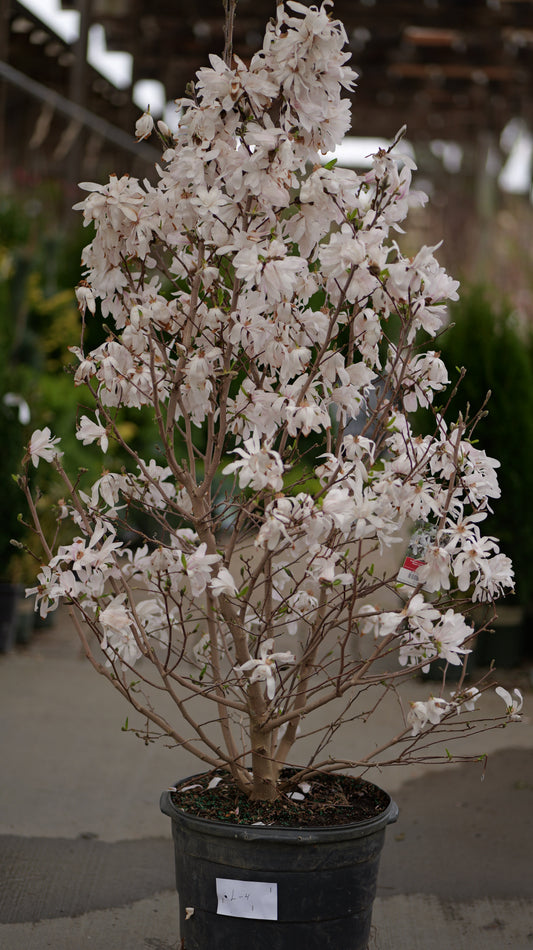 Magnolia | Royal Star Magnolia - 3 Gallon