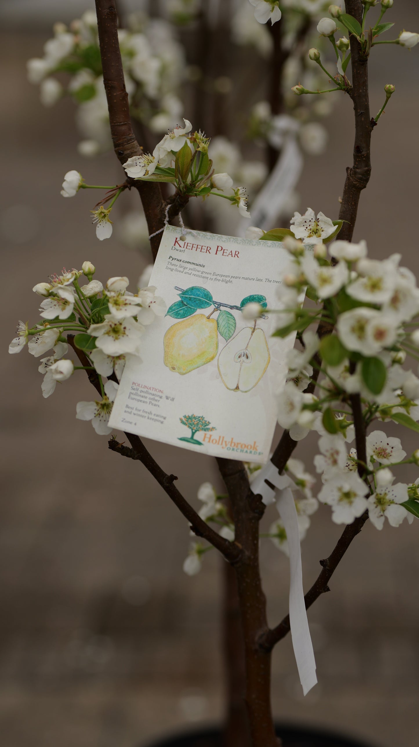Pyrus | Kieffer Pear - 7 Gallon