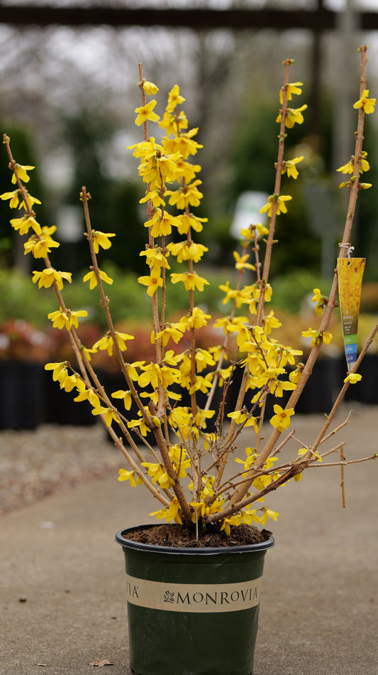 Forsythia | Magical Gold Forsythia - 3 Gallon