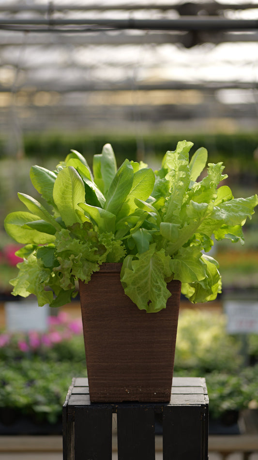 Lettuce | City Garden Mix - Medium Patio Container