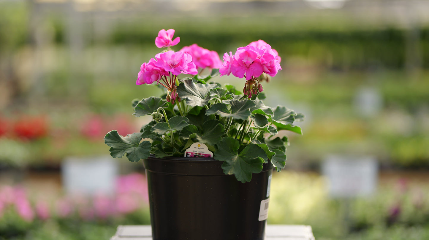 Geranium | Fantasia - 5 Quart