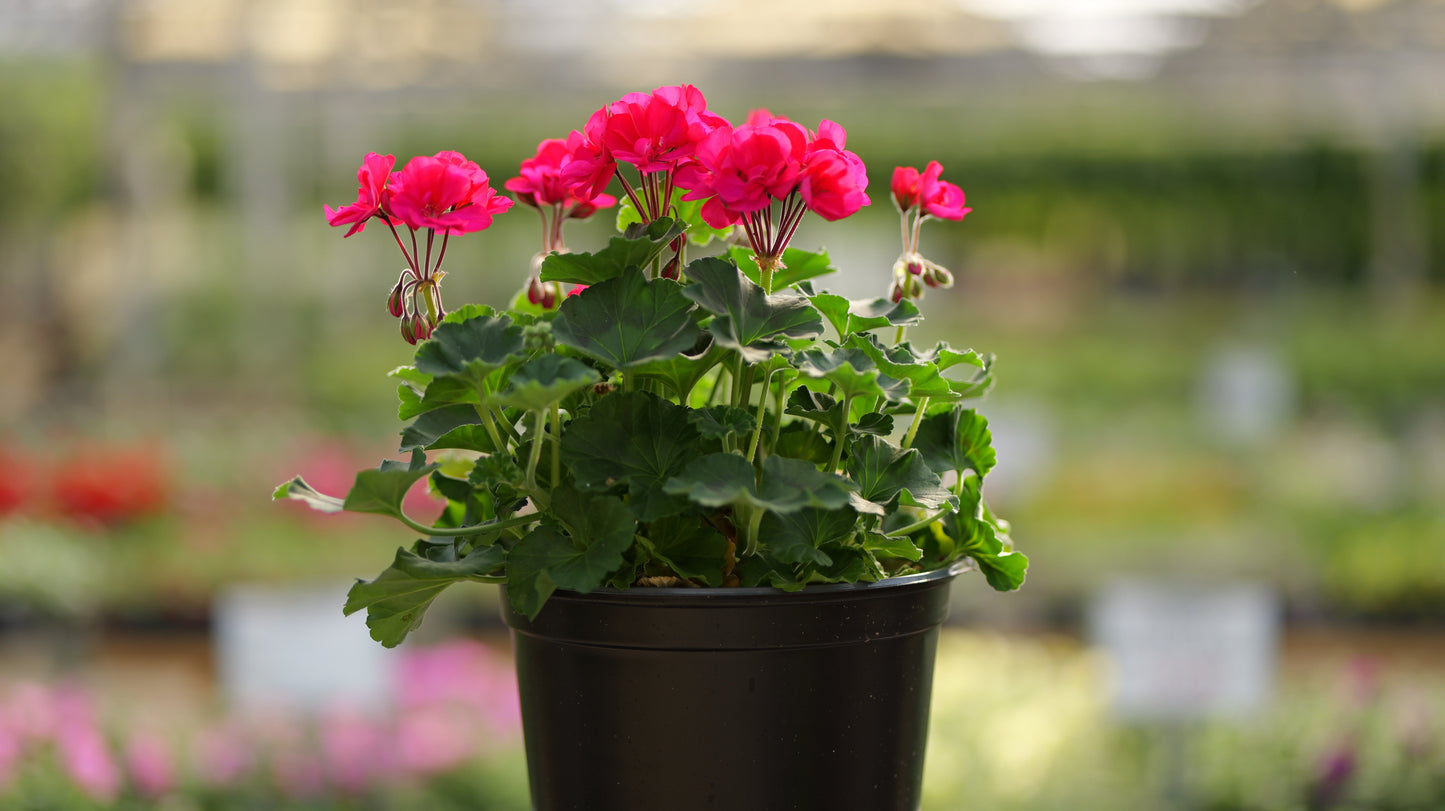 Geranium | Fantasia - 5 Quart