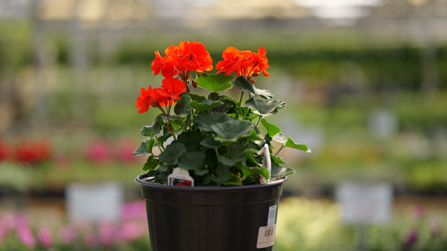 Geranium | Fantasia - 5 Quart