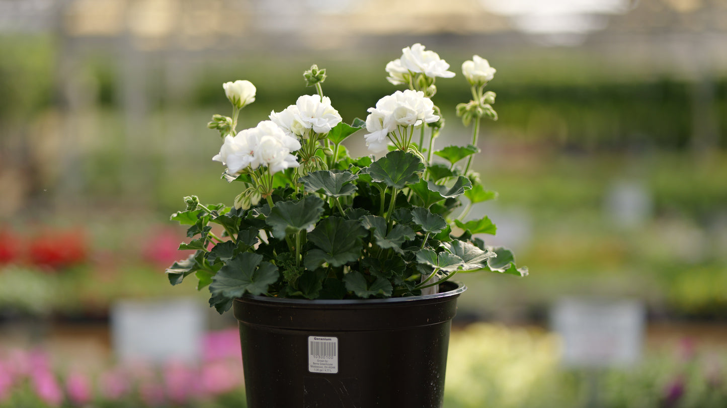 Geranium | Fantasia - 5 Quart