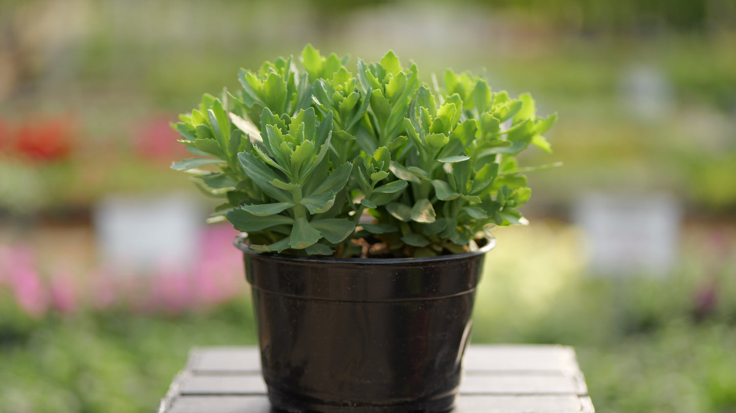 Sedum | Autumn Joy Stonecrop - 1 Quart