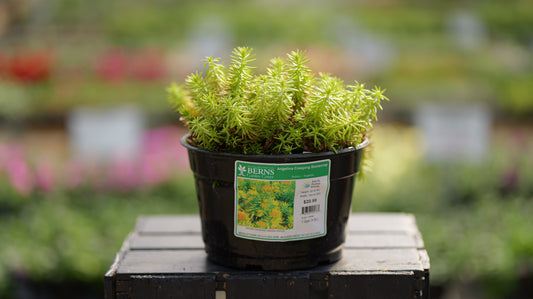 Sedum | Angelina Stonecrop - 1 Gallon