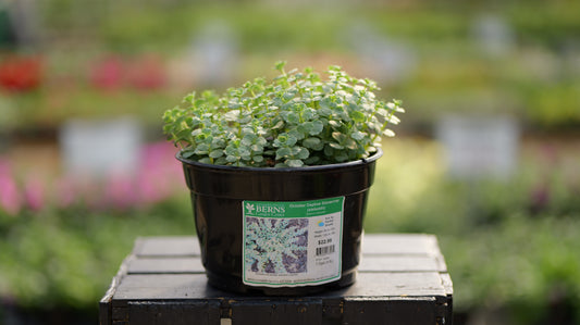 Sedum | October Daphne Stonecrop - 1 Gallon