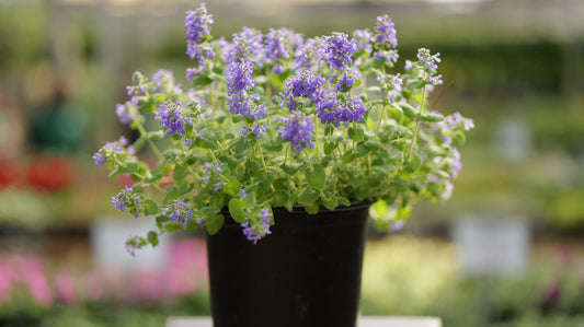 Nepeta | Chartreuse on the Loose Catmint