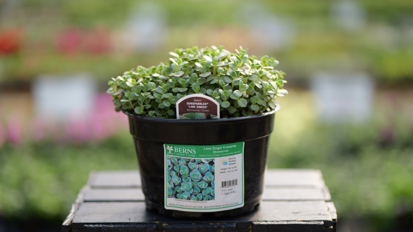 Sedum | SunSparkler Stonecrop | Dazzleberry - 1 Gallon