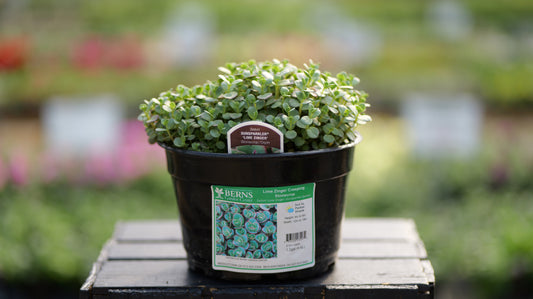Sedum | SunSparkler Stonecrop | Dazzleberry - 1 Gallon