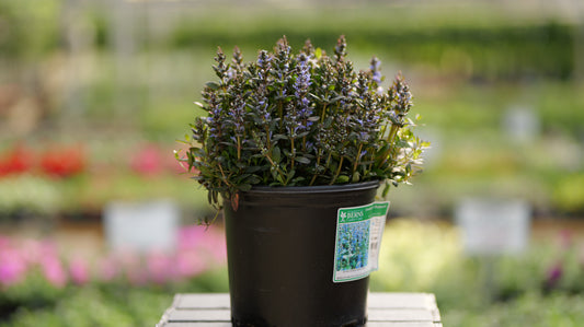Ajuga | Chocolate Chip Bugleweed - 1 Gallon