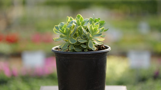 Sedum | Frosted Fire Stonecrop