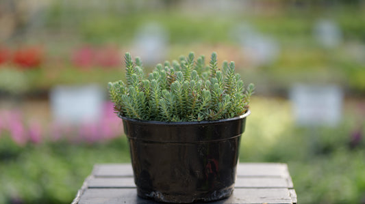 Sedum | Blue Spruce Stonecrop - 1 Quart