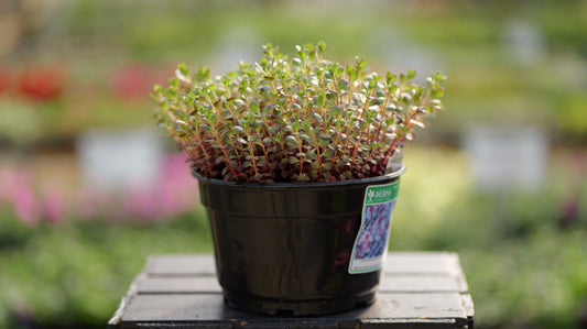 Sedum | Voodoo Stonecrop - 1 Gallon