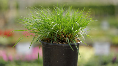 Pennisetum | Dwarf Fountain Grass
