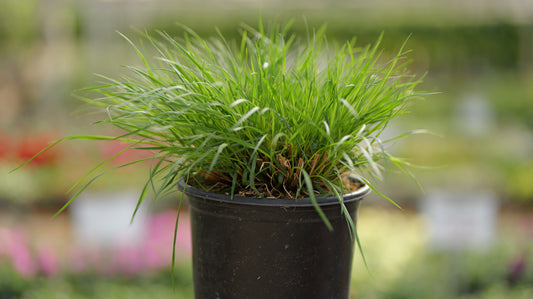 Pennisetum | Dwarf Fountain Grass - 3 Gallon
