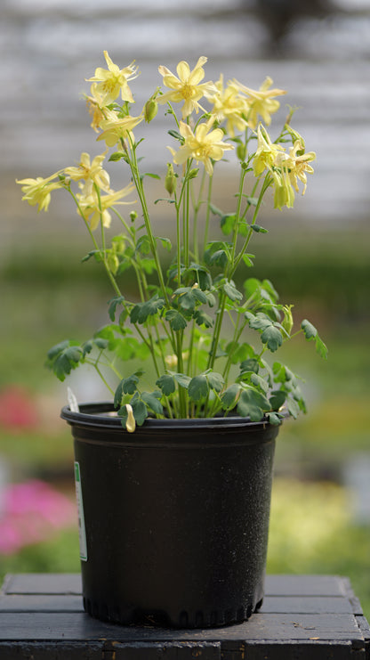 Aquilegia | Kirigami Columbine