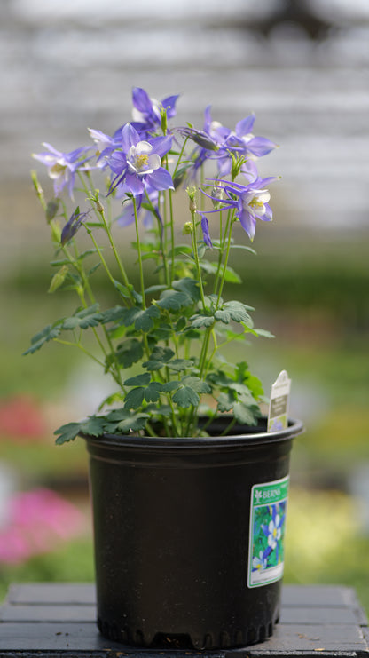 Aquilegia | Kirigami Columbine