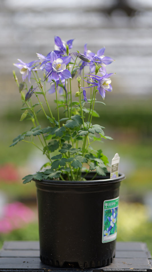 Aquilegia | Kirigami Columbine | Yellow - 1 Quart