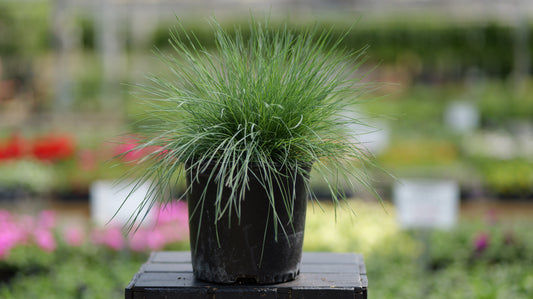 Festuca | Beyond Blue Fescue