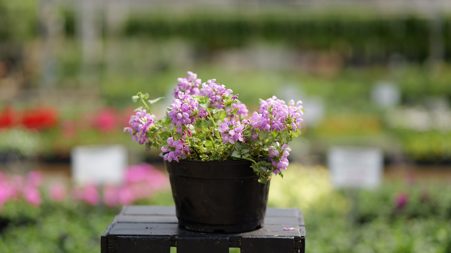 Lamium | Orchid Frost Dead Nettle - 1 Quart