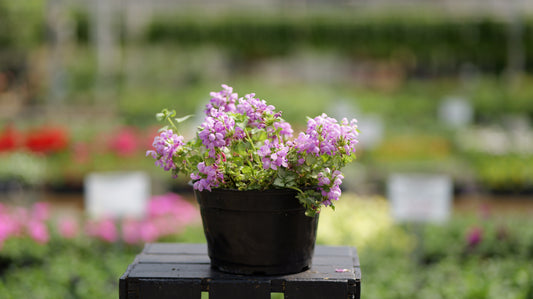 Lamium | Orchid Frost Dead Nettle - 1 Gallon