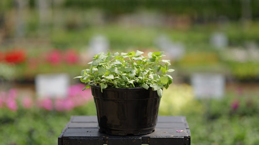 Lamium | White Nancy Dead Nettle - 1 Gallon