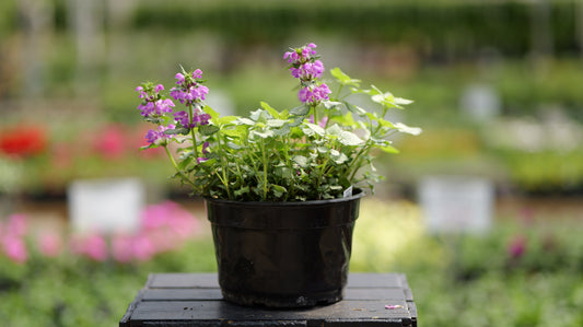 Lamium | Beacon Silver Dead Nettle - 1 Gallon