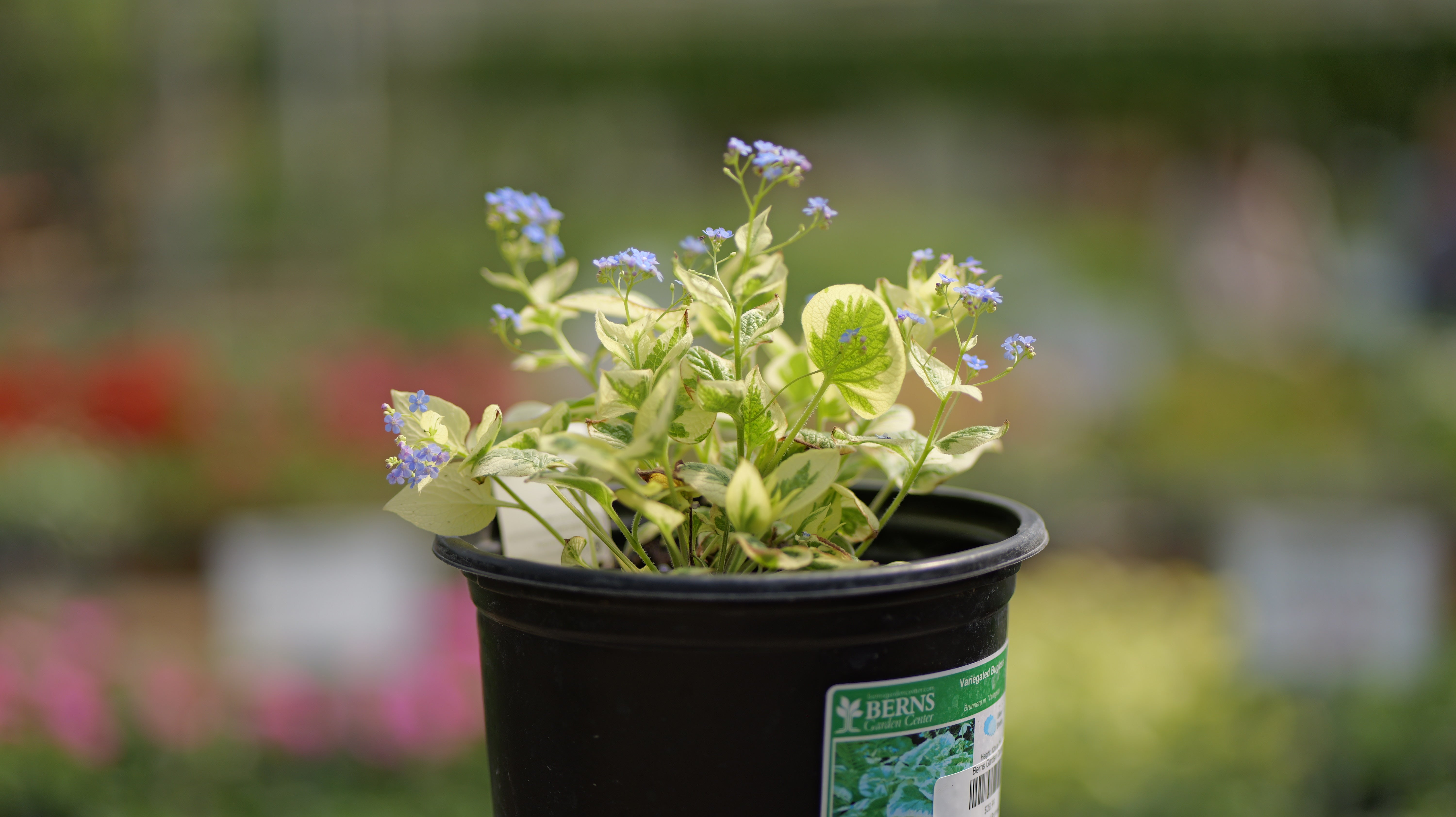 Brunnera | Variegated Brunnera - 1 Gallon - Berns Garden Center
