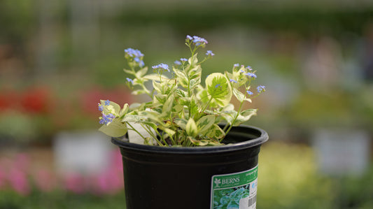 Brunnera | Variegated Brunnera - 1 Gallon