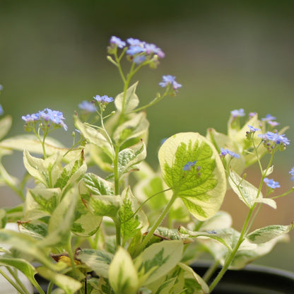 Brunnera | Variegated Brunnera - 1 Gallon