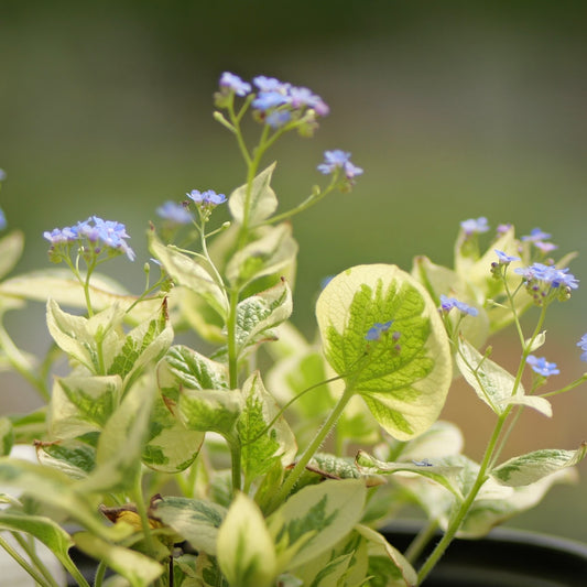 Brunnera | Variegated Brunnera - 1 Gallon