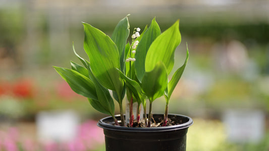 Convallaria | Lily-of-the-Valley - 1 Gallon