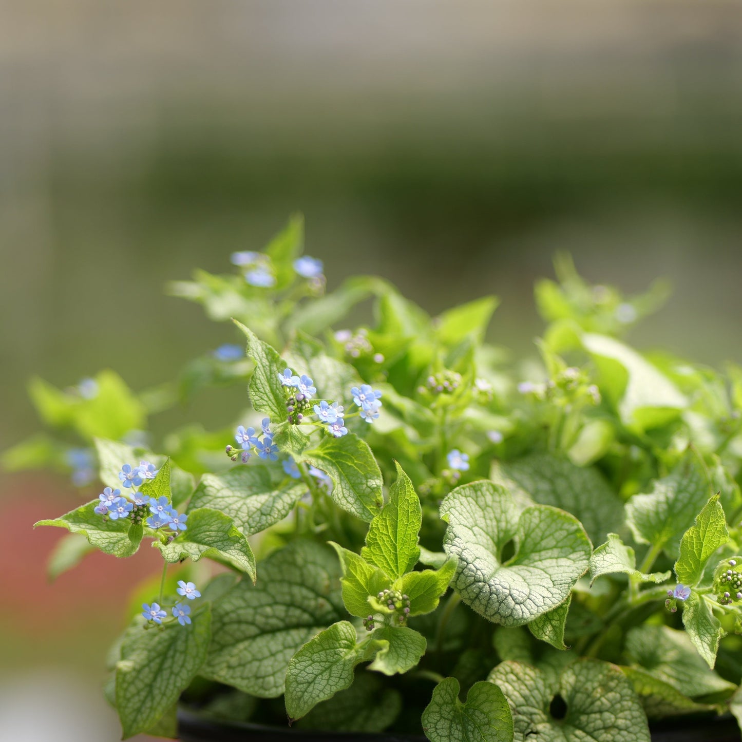 Brunnera | Alexander's Great Brunnera - 1 Gallon