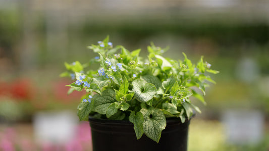 Brunnera | Alexander's Great Brunnera - 1 Gallon