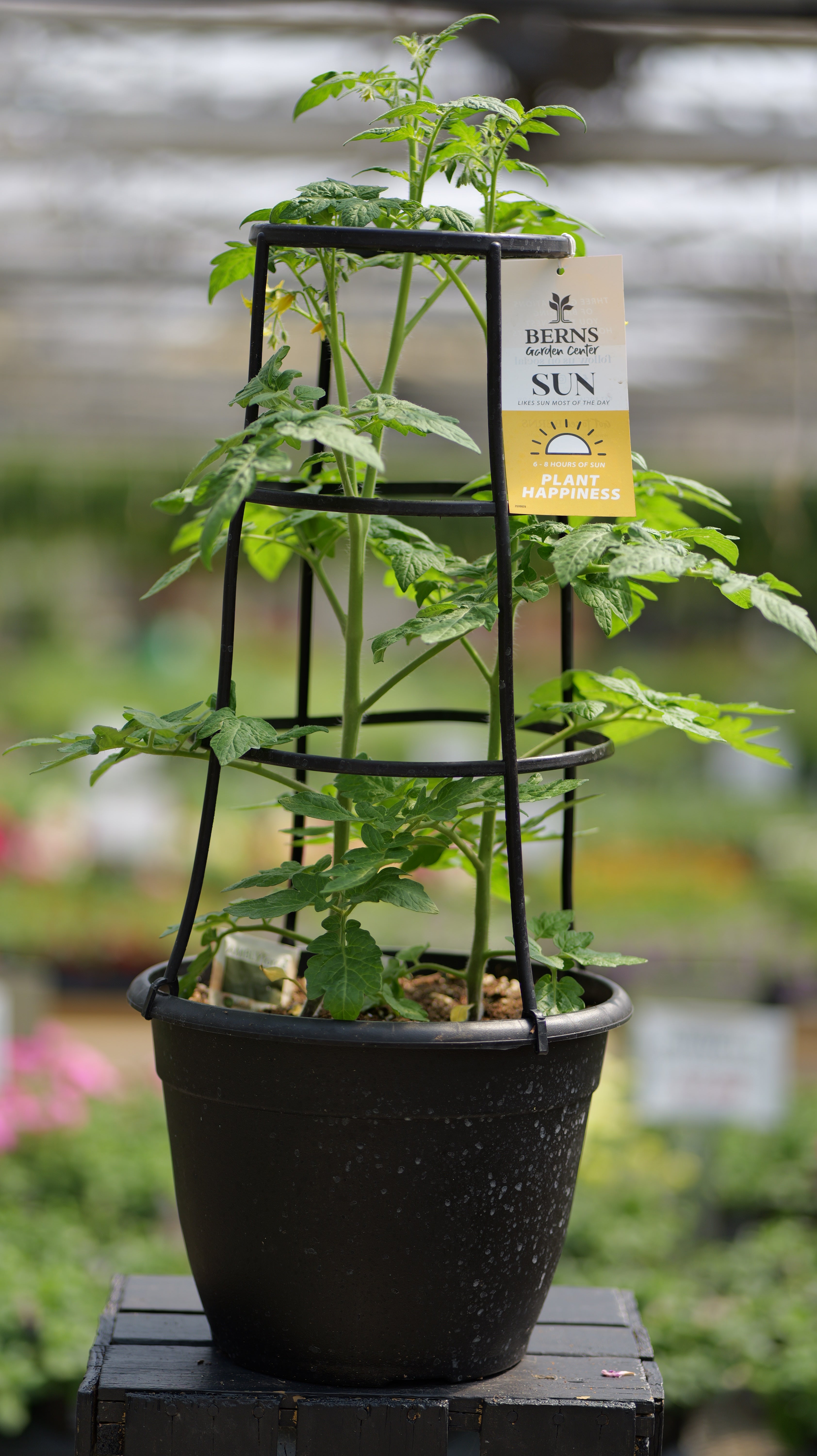 Tomato | Slicer | Little Sicily - Trellis Container - Berns Garden Center
