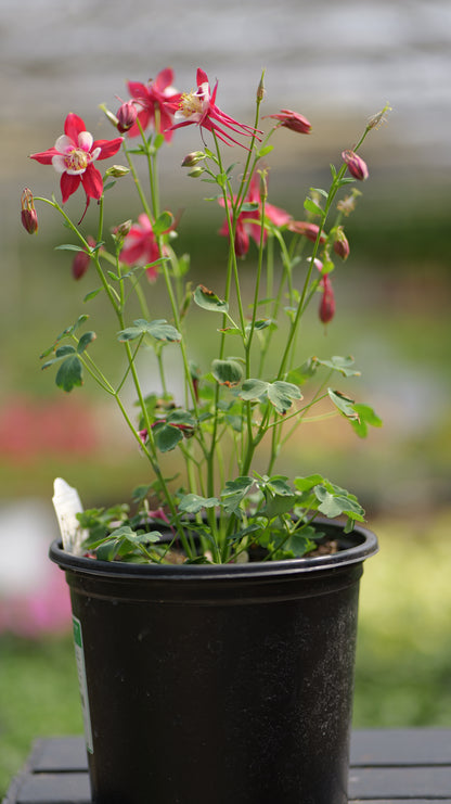Aquilegia | Kirigami Columbine
