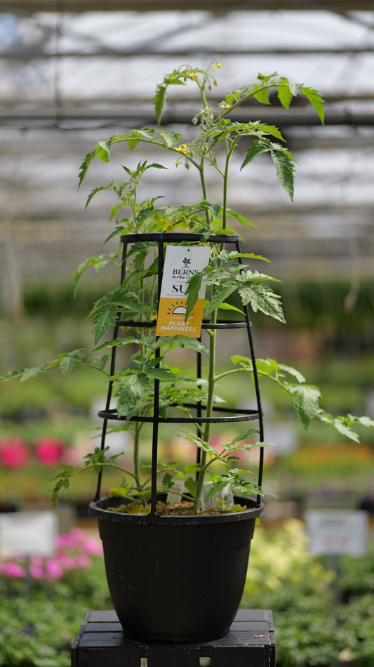 Tomato | Sauce/Saladette | Little Napoli - Trellis Container