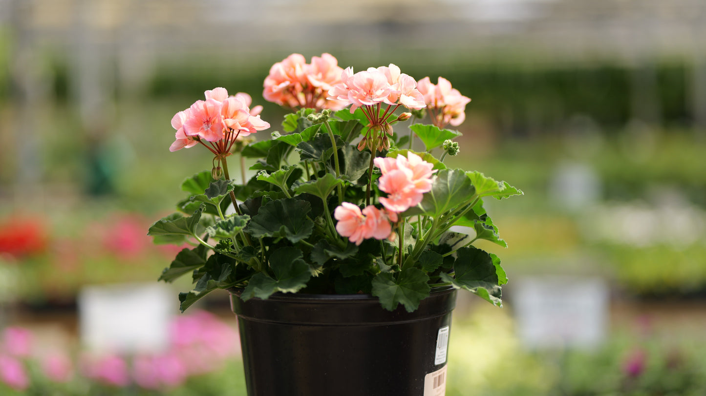 Geranium | Tango - 5 Quart