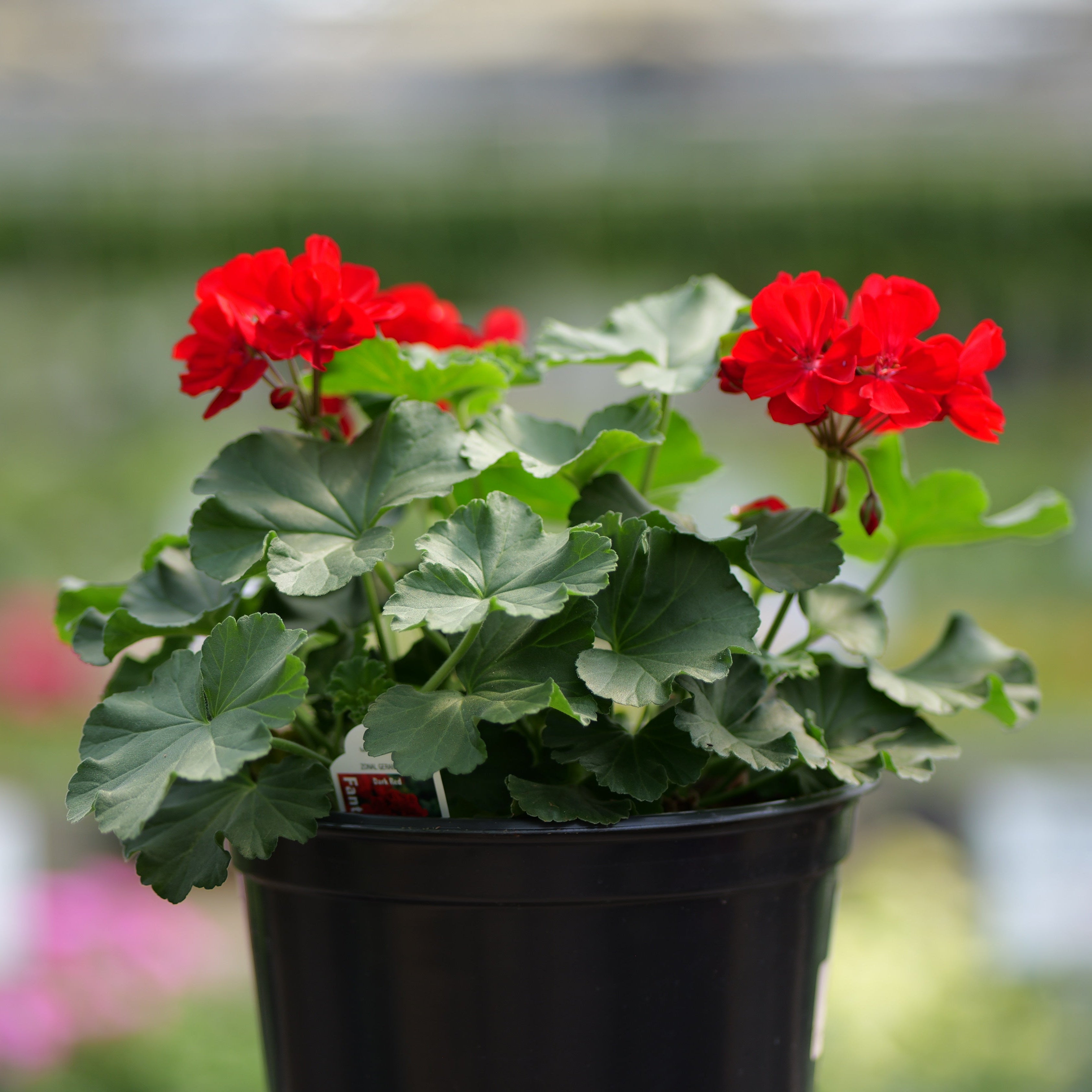 Geranium | Fantasia - 5 Quart - Berns Garden Center