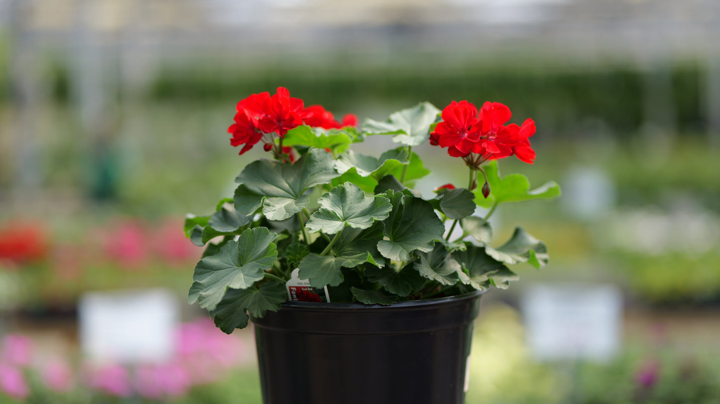 Geranium | Fantasia - 5 Quart