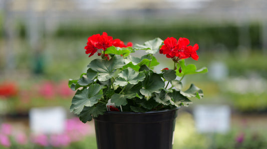 Geranium | Fantasia - 5 Quart