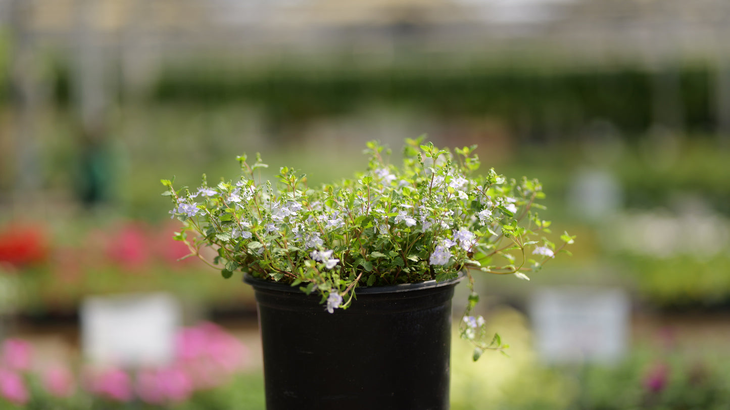 Veronica | Waterperry Blue Creeping Speedwell - 1 Gallon