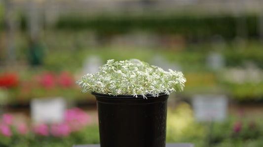 Artemisia | Silver Mound Artemisia - 1 Quart
