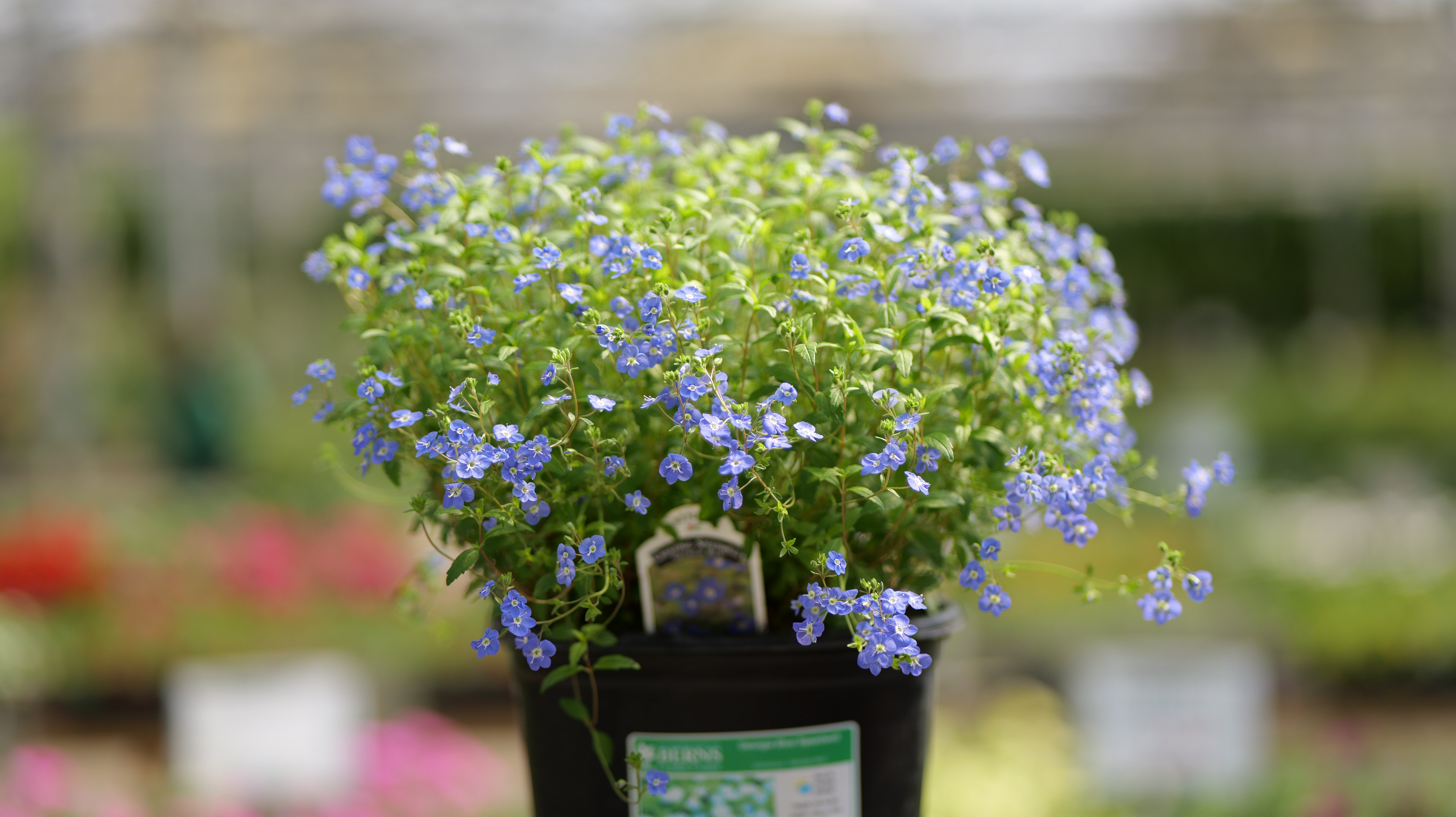 Veronica | Georgia Blue Creeping Speedwell - 1 Gallon - Berns Garden Center